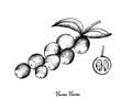 Hand Drawn of Camu Camu Fruits on White Background