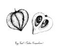 Hand Drawn of Canistel or Eggfruit on White Background