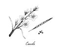 Hand Drawn of Canola Pod and Seed