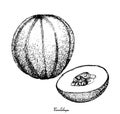 Hand Drawn of Cantaloupe Fruit on White Background