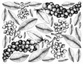 Hand Drawn of Carallia Brachiata and Antidesma Thwaitesianum Fruits
