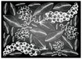 Hand Drawn Carallia Brachiata and Antidesma Thwaitesianum Fruits on Chalkboard