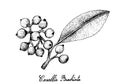 Hand Drawn of Carallia Brachiata Fruits on White Background