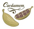 Hand drawn cardamom plant, spicy ingredient, cardamom logo, healthy organic food, spice cardamom isolated on white background