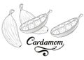 Hand drawn cardamom plant, spicy ingredient, cardamom logo, healthy organic food, spice cardamom isolated on white background