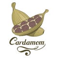 Hand drawn cardamom plant, spicy ingredient, cardamom logo, healthy organic food, spice cardamom isolated on white background