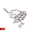 Hand drawn cardamom seed pods isolated on white background. Vector sketch for poster, web design, banner, card, flyer