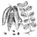 Hand drawn carob. Pods, seeds and leaves.