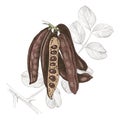 Hand drawn carob.