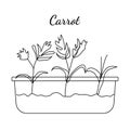 Hand drawn carrot micro greens. Vector illustration in sketch style isolated on white background. Royalty Free Stock Photo