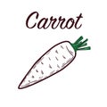 Hand drawn carrots illustration isolated on white background Royalty Free Stock Photo