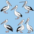 Hand drawn cartoon pelicans