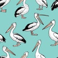 Hand drawn cartoon pelicans