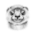 Hand Drawn Cartoon River Otter Cub Royalty Free Stock Photo