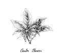 Hand Drawn of Castor Beans on White Background