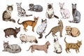 16 hand drawn cat breeds Royalty Free Stock Photo