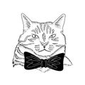 Hand drawn cat wearing black bow tie Royalty Free Stock Photo