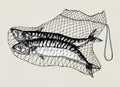 Hand drawn catched mackerels on the net Royalty Free Stock Photo