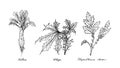 Hand Drawn Of Celtuce, Chaya And Chrysanthemum