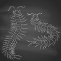 Hand-drawn centipede cartoon, insect icon. vector