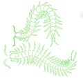 Hand-drawn centipede cartoon, insect icon. vector