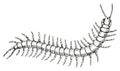 Hand drawn centipede vector illustration Royalty Free Stock Photo