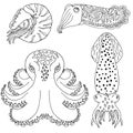 Hand drawn cephalopods for coloring book