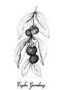 Hand Drawn of Ceylon Gooseberries on White Background
