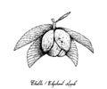 Hand Drawn of Chalta or Elephant Apple Fruits Royalty Free Stock Photo