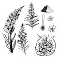 Herbal tea plant. Vector sketch illustration