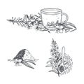 Herbal tea plant. Vector sketch illustration