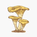 Hand Drawn Chanterelles Mushrooms Abstract Color Illustration. Fungus Group Engraved Vector Drawing. Isolated