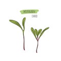 Hand drawn chard micro greens. Vector illustration in sketch style isolated on white background