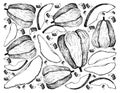 Hand Drawn of Chayote Fruits on White Background