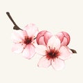 Hand drawn cherry blossom flower isolated on pale background