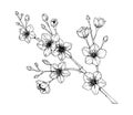 Hand drawn cherry branch in bloom. Vector illustration in sketch style. Vintage spring flowers Royalty Free Stock Photo