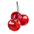 Hand drawn cherry. White isolated stock illustration.