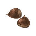 Hand drawn chestnuts