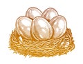 Hand drawn chicken eggs in nest. Organic farm products. Sketch vintage vector illustration Royalty Free Stock Photo