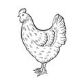 Hen bird illustration Royalty Free Stock Photo