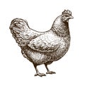 Hand-drawn chicken, hen. Poultry, broiler, farm animal. Vintage sketch vector illustration Royalty Free Stock Photo