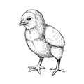 Hand drawn chicken sketch. Cute black contoured chick drawings. Little lovely feathered baby bird in engraved style. Vector Royalty Free Stock Photo