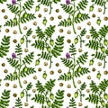 Hand drawn chickpeas seamless pattern. Vector illustration in colored sketch style