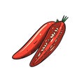 Hand drawn chili pepper whole and slice. Red color sketch style. Royalty Free Stock Photo