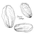 Hand drawn chinese cabbage Royalty Free Stock Photo