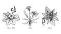 Hand Drawn of Chinese Mallow, Catsear and Chickweed