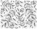 Hand Drawn of Chinese Mulberries and Canarium Subulatum Guillaumin