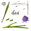 Hand drawn Chives herb. Decorative element in sketch style. Vector illustration