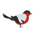 Hand drawn Christmas bullfinch. Winter bird. Vector doodle sketch illustration isolated on white background