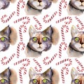 Hand Drawn Christmas cats seamless pattern Illustration for card making, paper, textile, printing, packaging